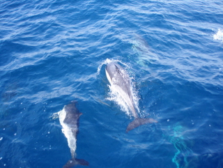 2006-07-16_224057_dolfijnen.jpg